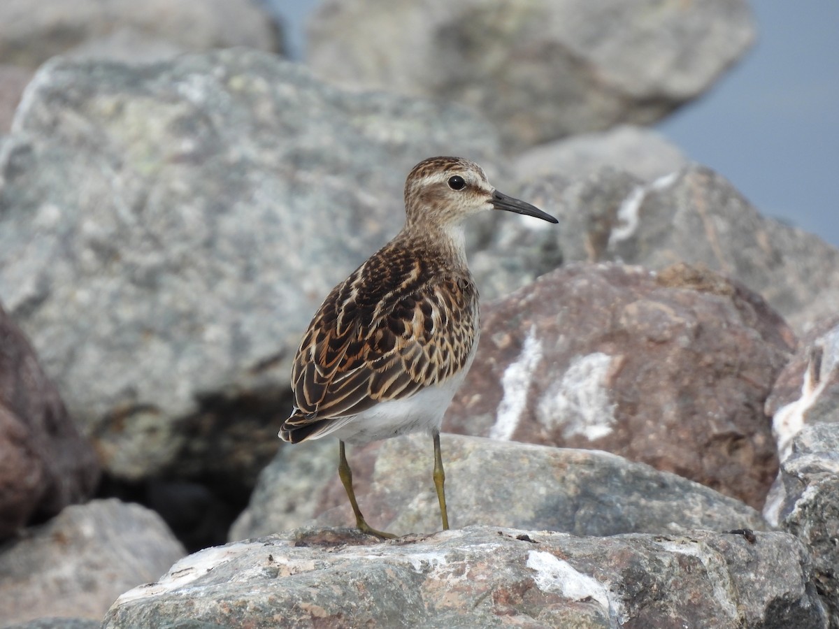 Least Sandpiper - Rhonda Langelaan