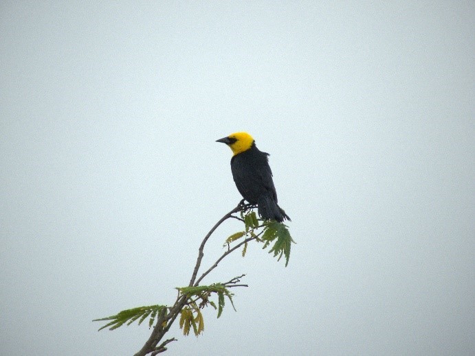 Yellow-hooded Blackbird - Alejandra Moreno