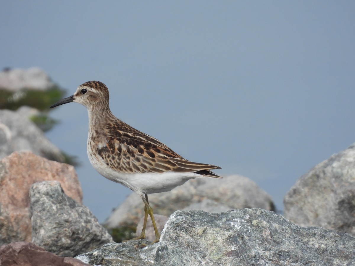 pygmésnipe - ML623912743