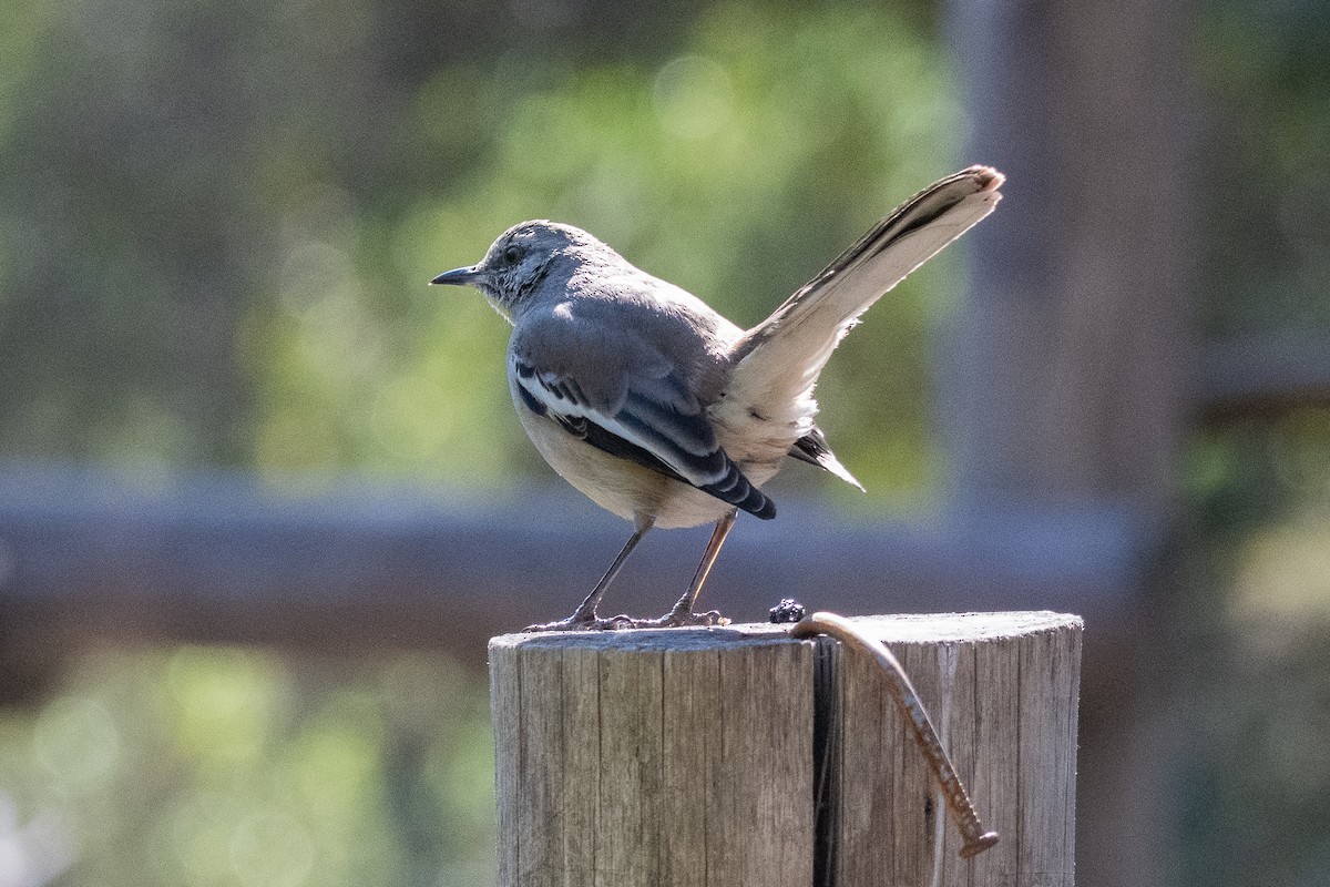 White-banded Mockingbird - Nicolas Mazzini