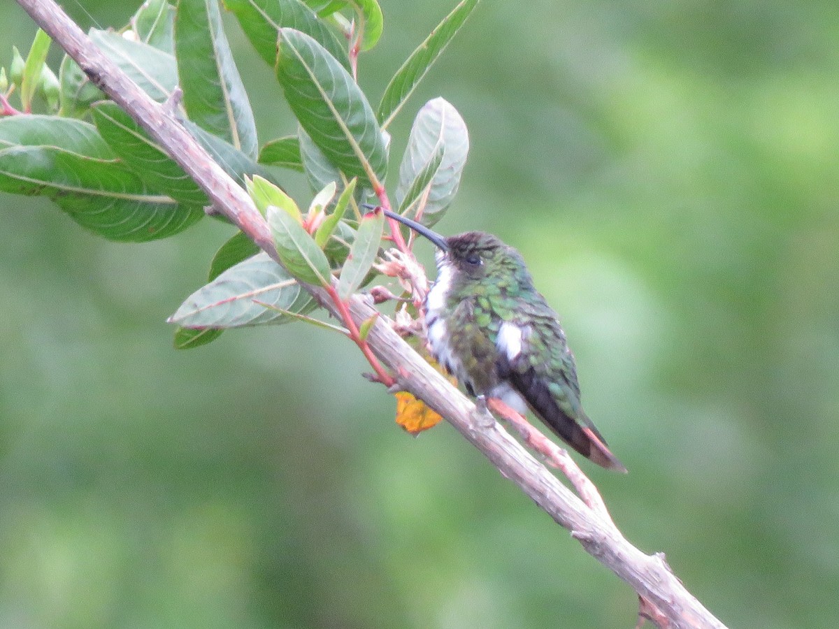 Black-throated Mango - ML623912764