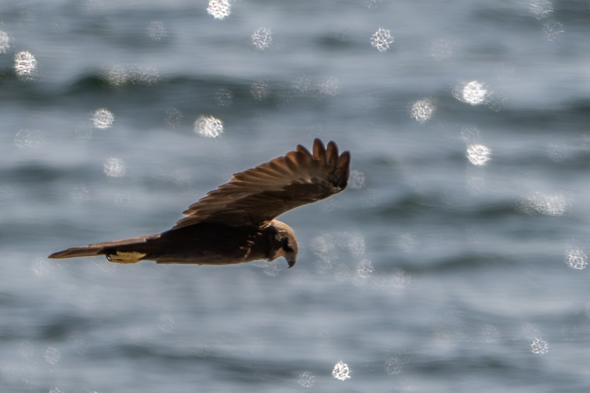 Western Marsh Harrier - John Missing