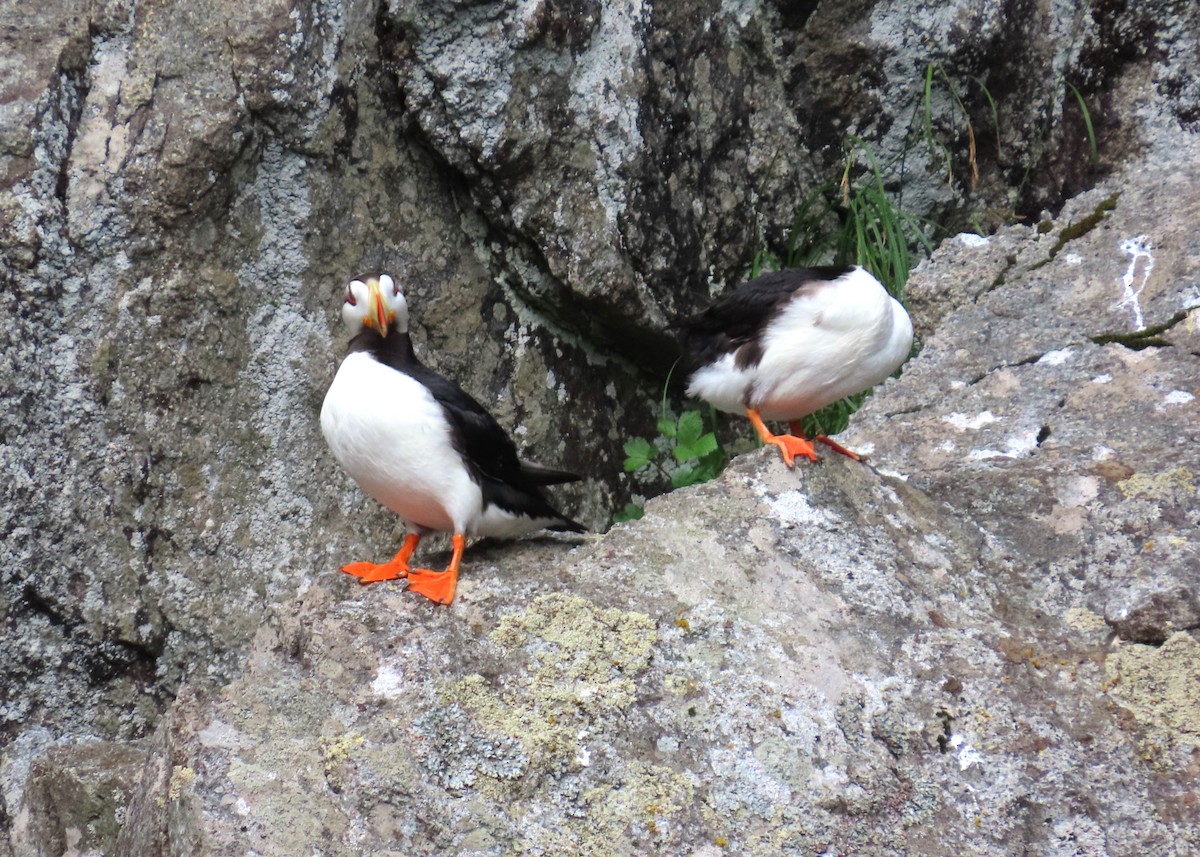 Horned Puffin - ML623912781