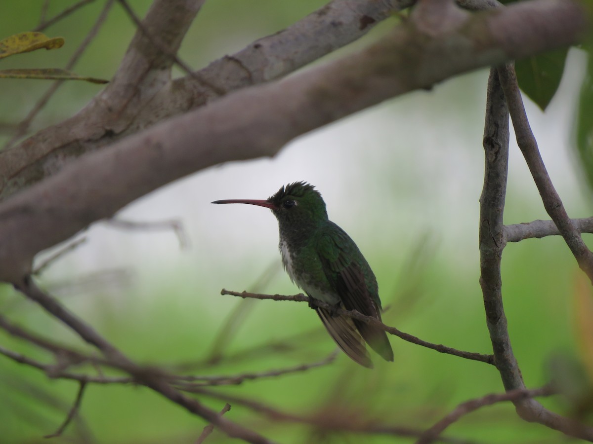 Glittering-throated Emerald - ML623912783