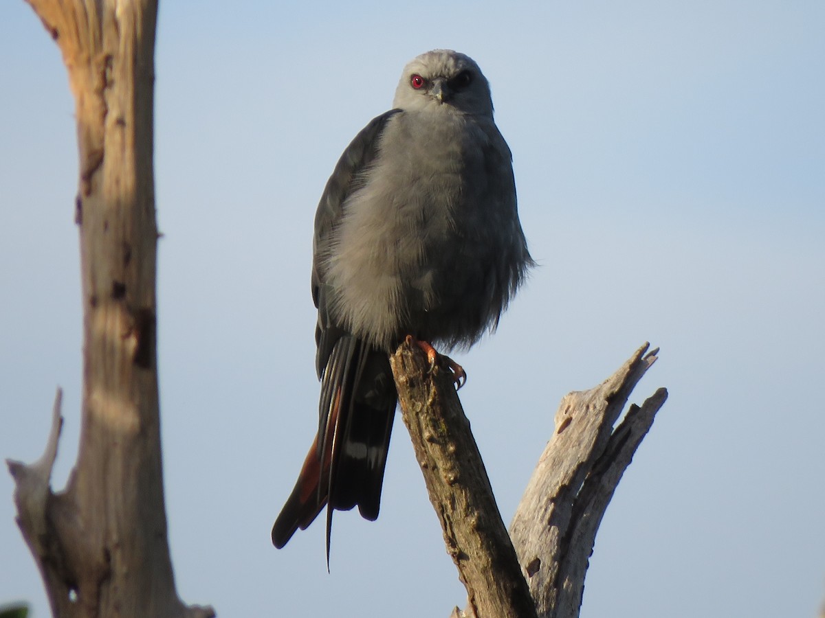 Plumbeous Kite - ML623912787