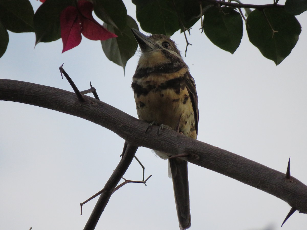 Two-banded Puffbird - ML623912795