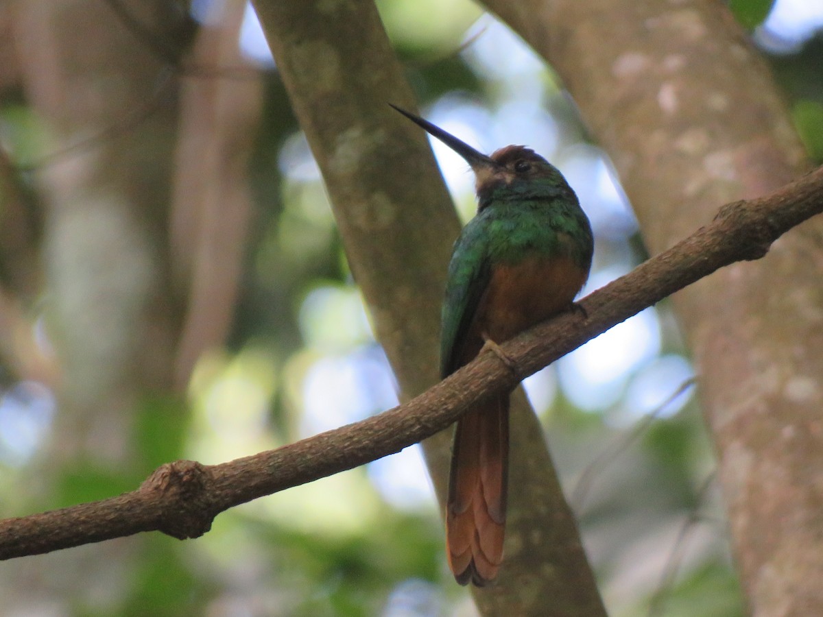 White-chinned Jacamar - ML623912799