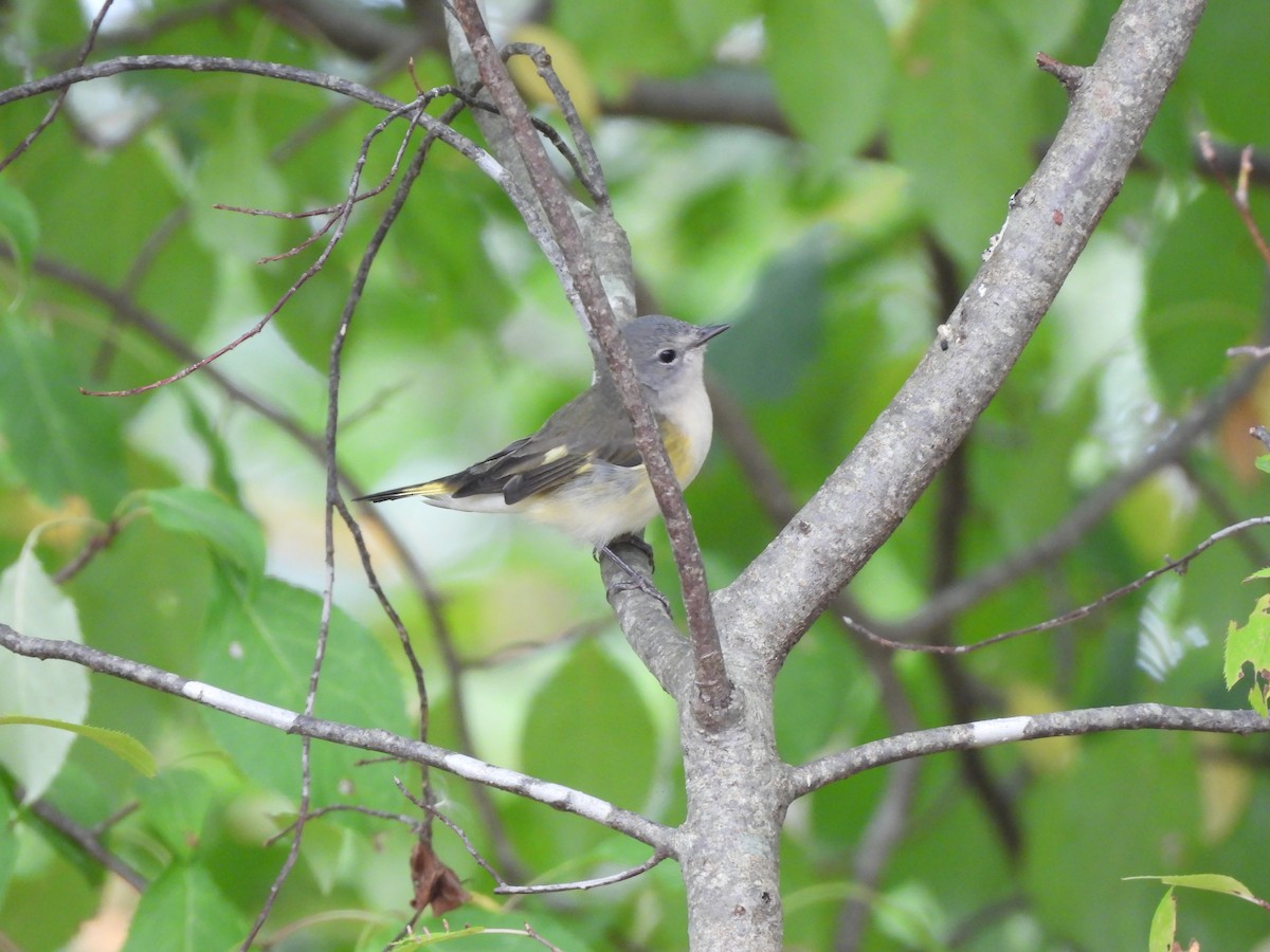 American Redstart - ML623912800