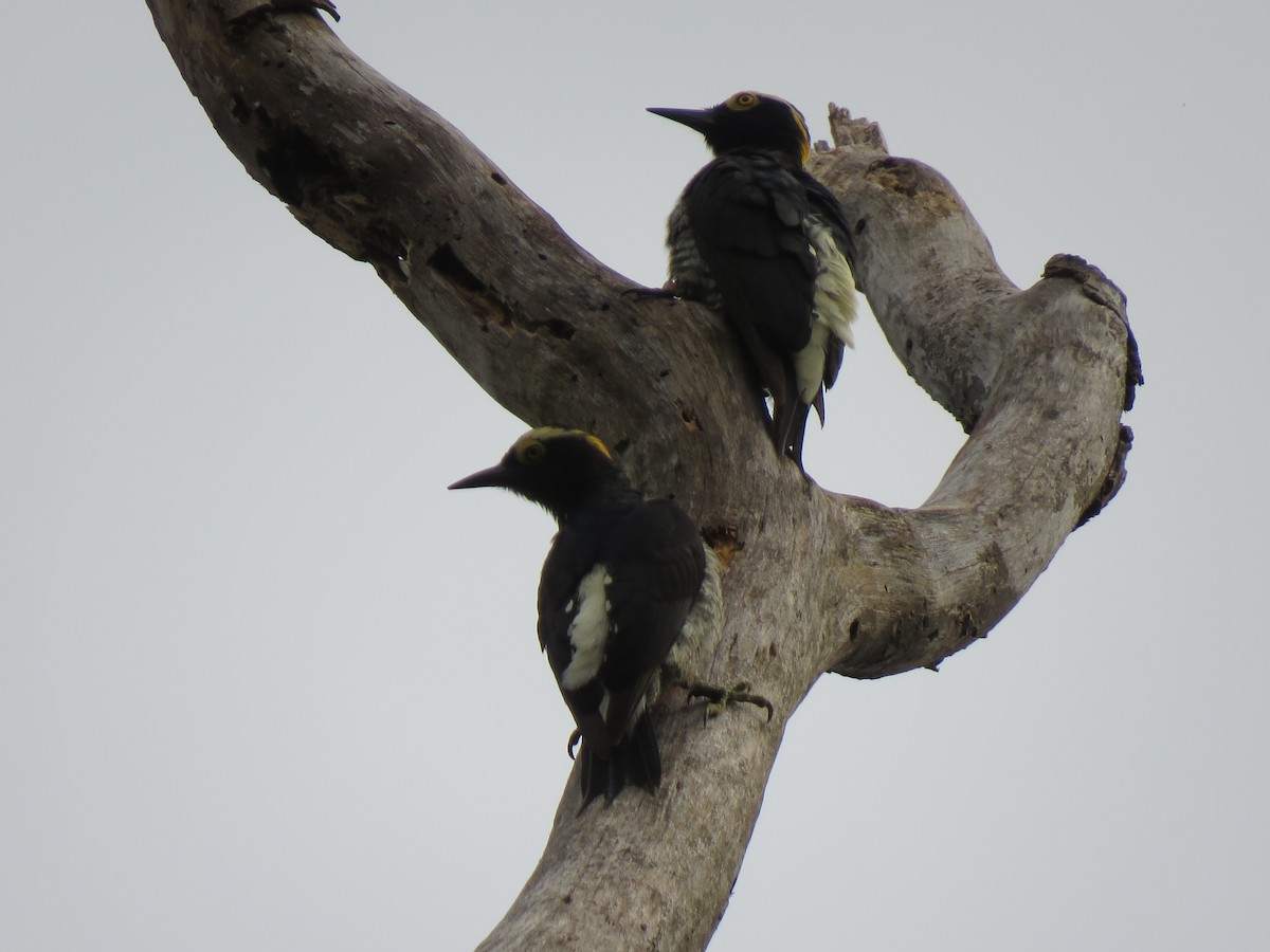 Yellow-tufted Woodpecker - René Leal