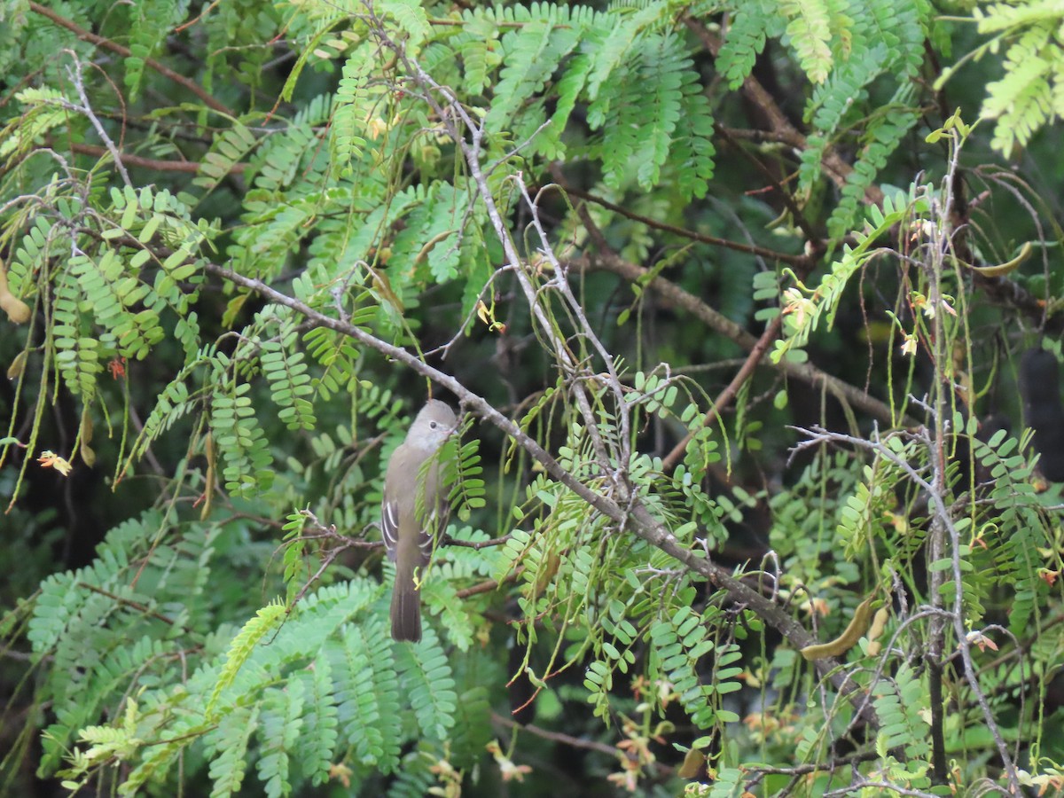 Yellow-bellied Elaenia - ML623912804