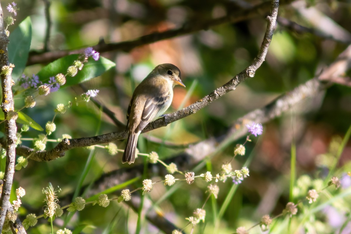 Willow Flycatcher - ML623912806