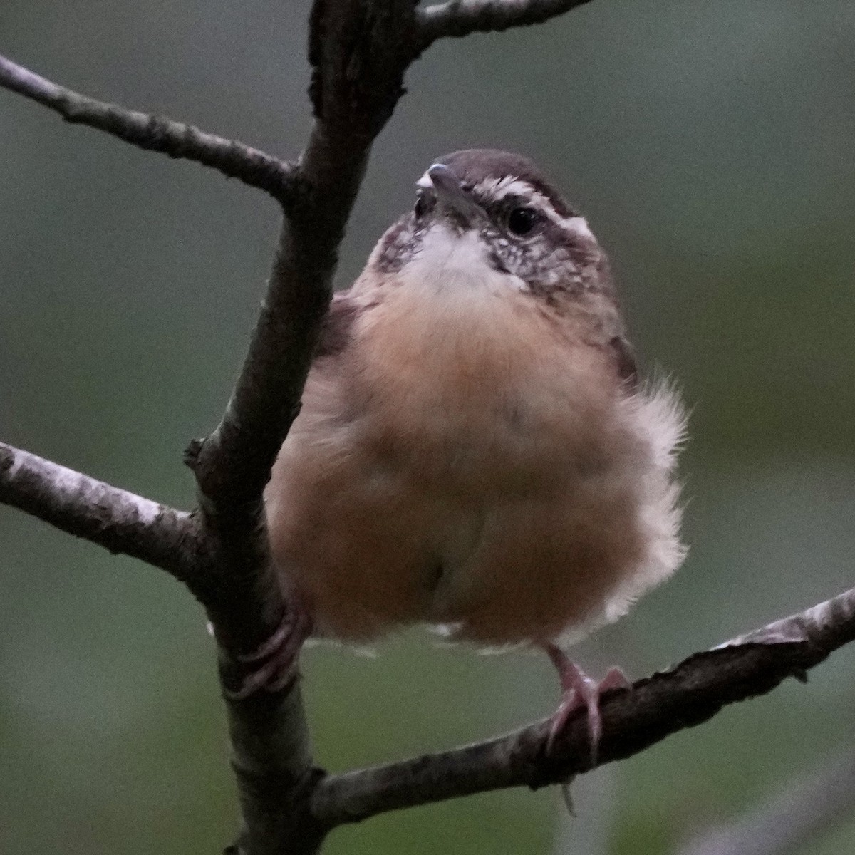 Carolina Wren - ML623912807