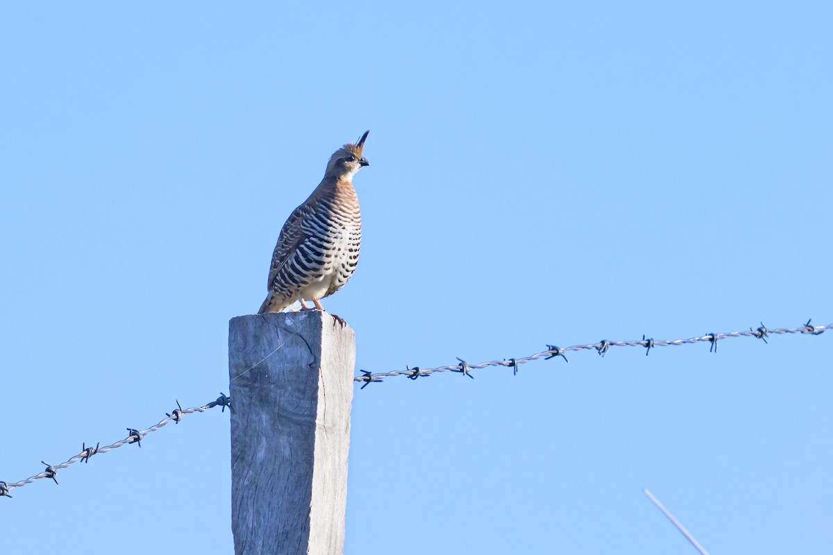 Banded Quail - ML623912808