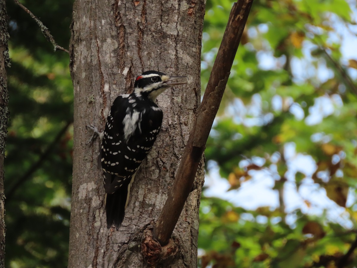 Hairy Woodpecker - ML623912811