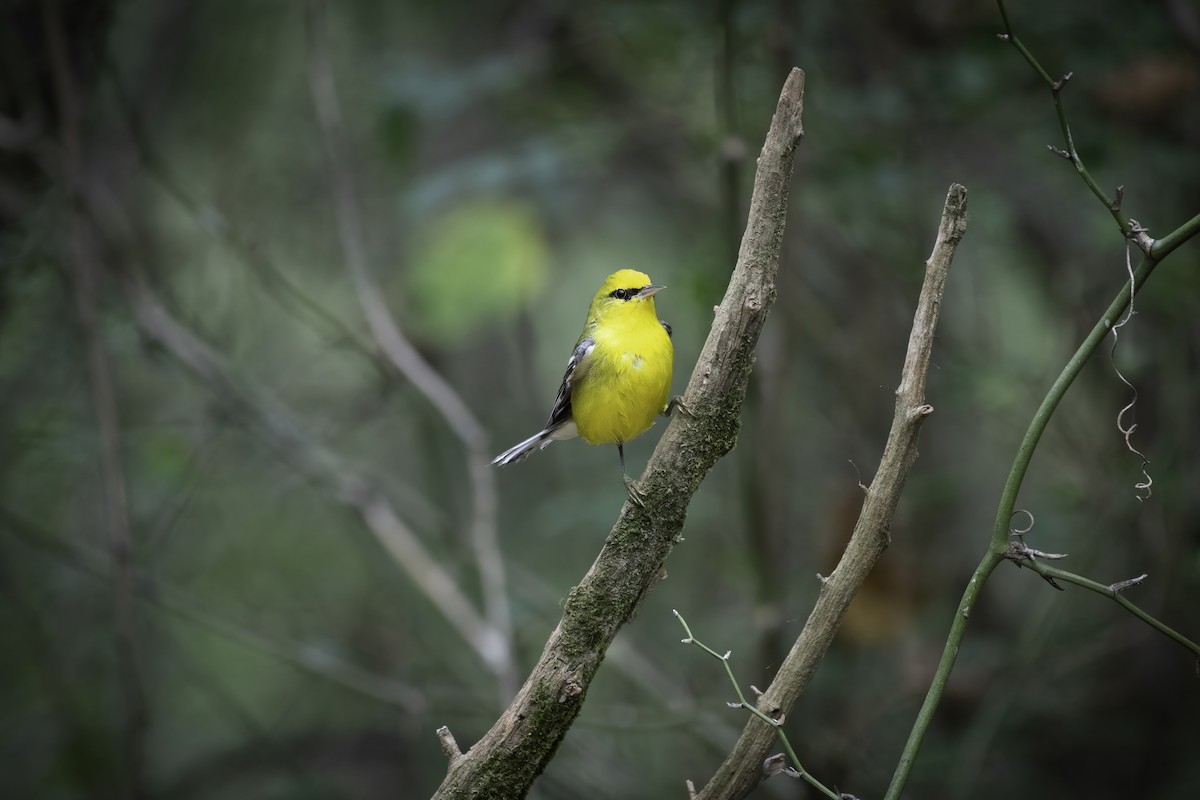 Blue-winged Warbler - ML623912812