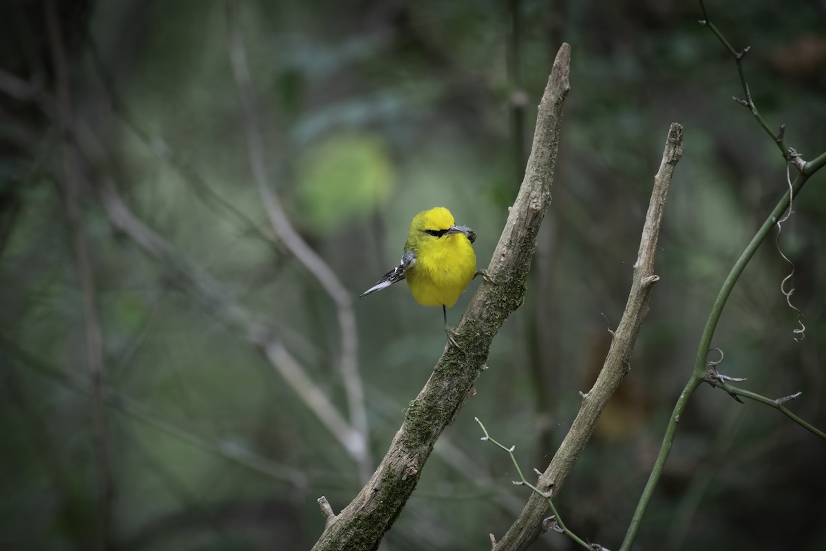 Blue-winged Warbler - ML623912813