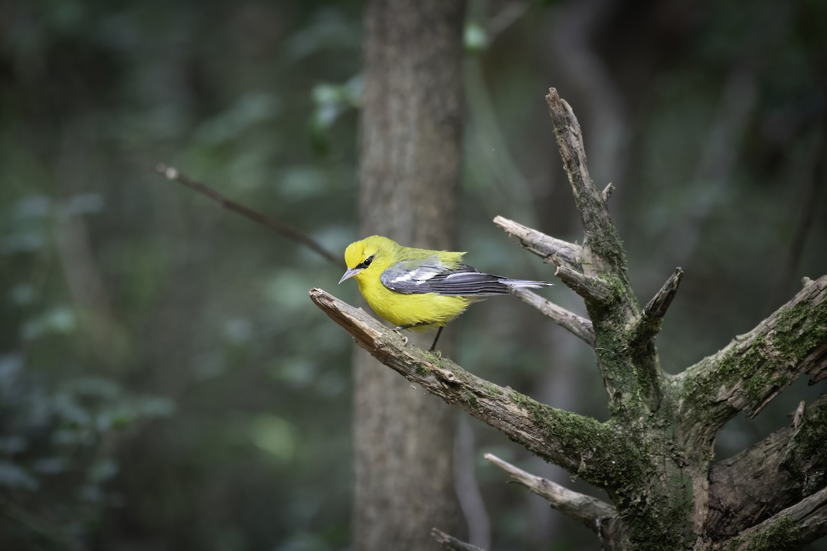 Blue-winged Warbler - ML623912814