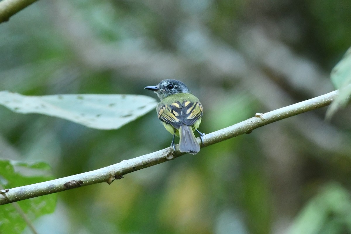 Slaty-capped Flycatcher - Carlos Proaño