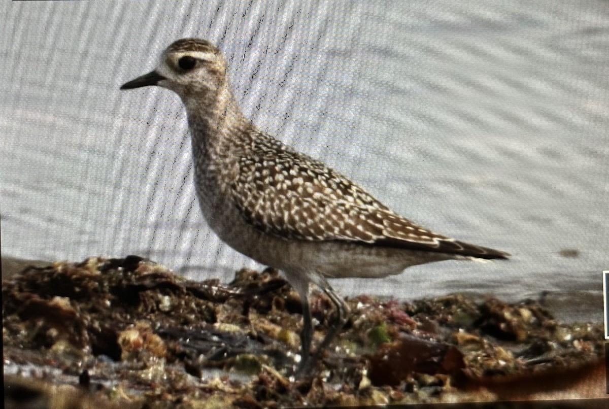 American Golden-Plover - ML623912816