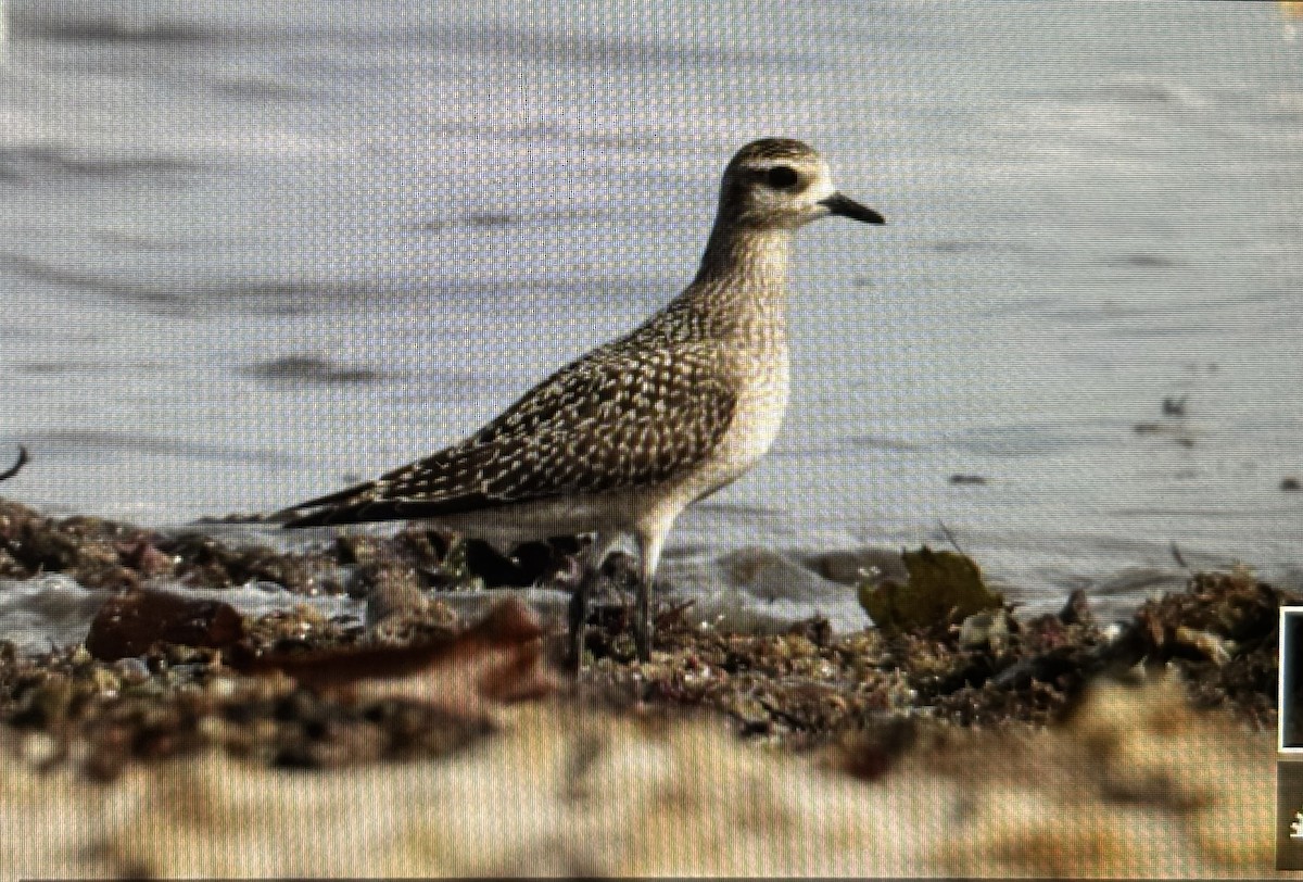 American Golden-Plover - ML623912817