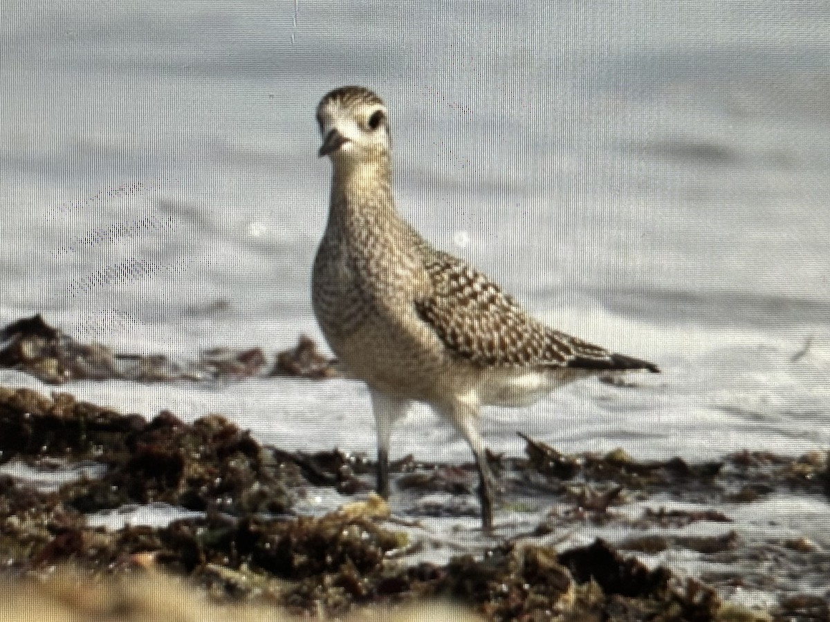 American Golden-Plover - ML623912818