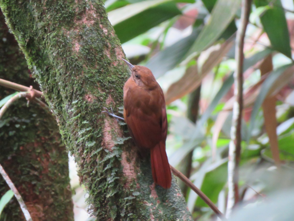 Plain-brown Woodcreeper - ML623912819