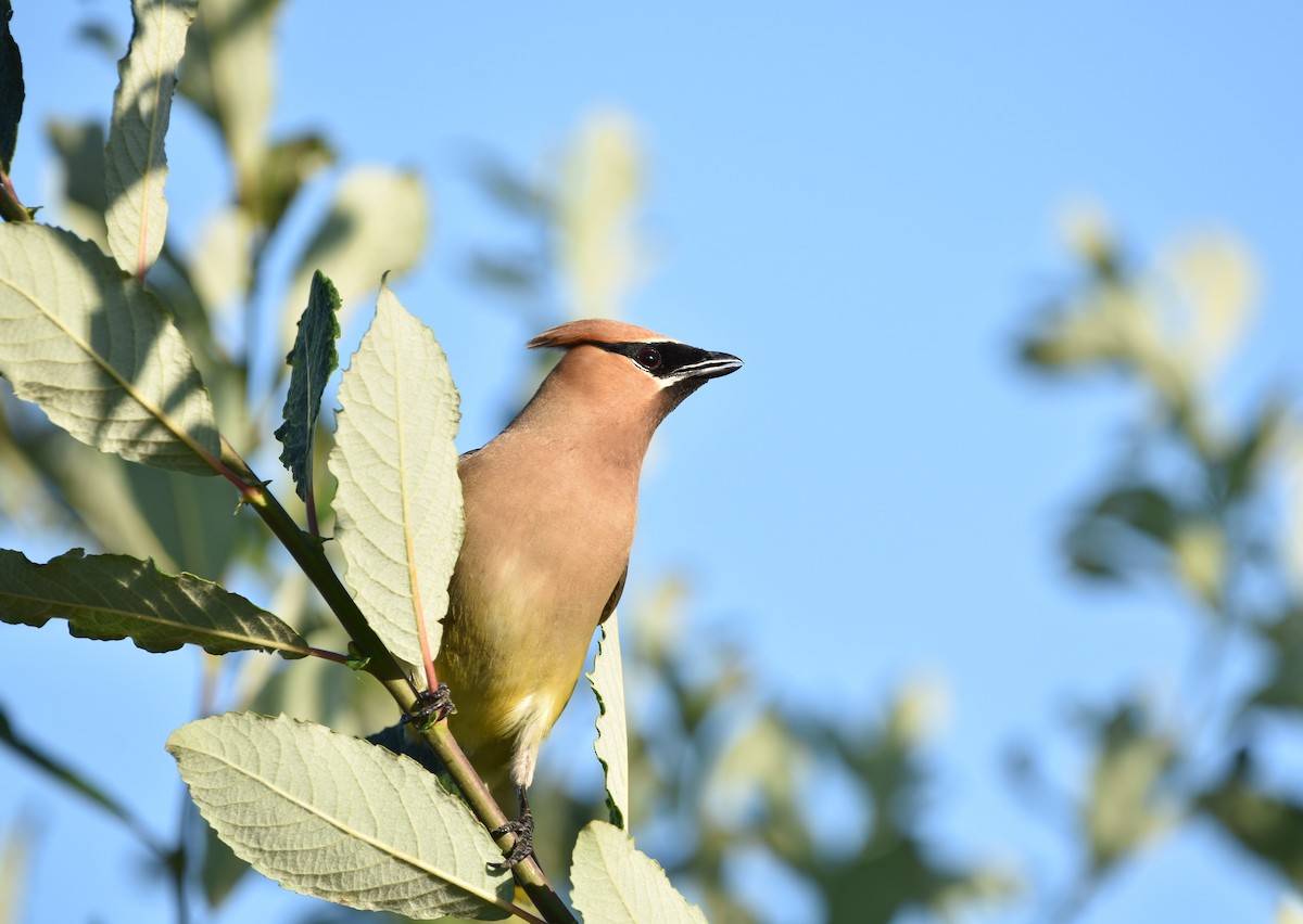 Cedar Waxwing - ML623912821