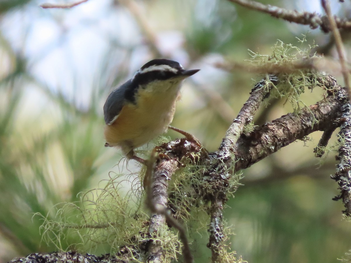 Red-breasted Nuthatch - ML623912823