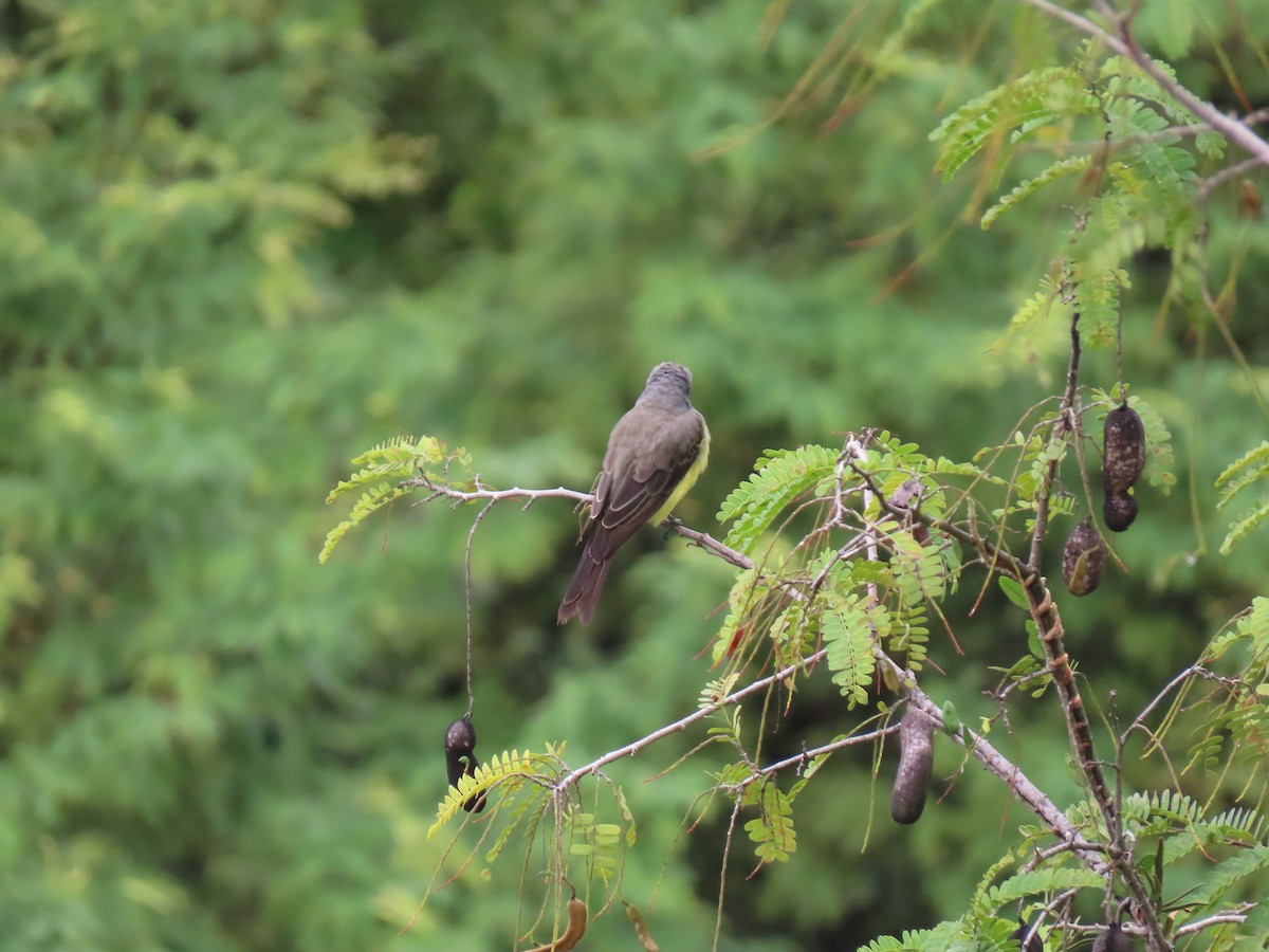 Tropical Kingbird - Joelma Mesquita