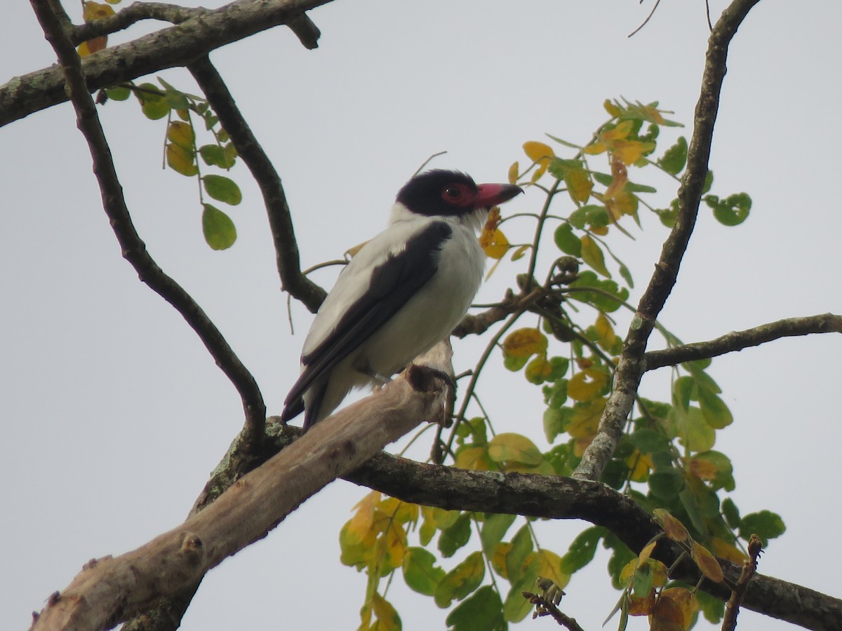 Black-tailed Tityra - ML623912825