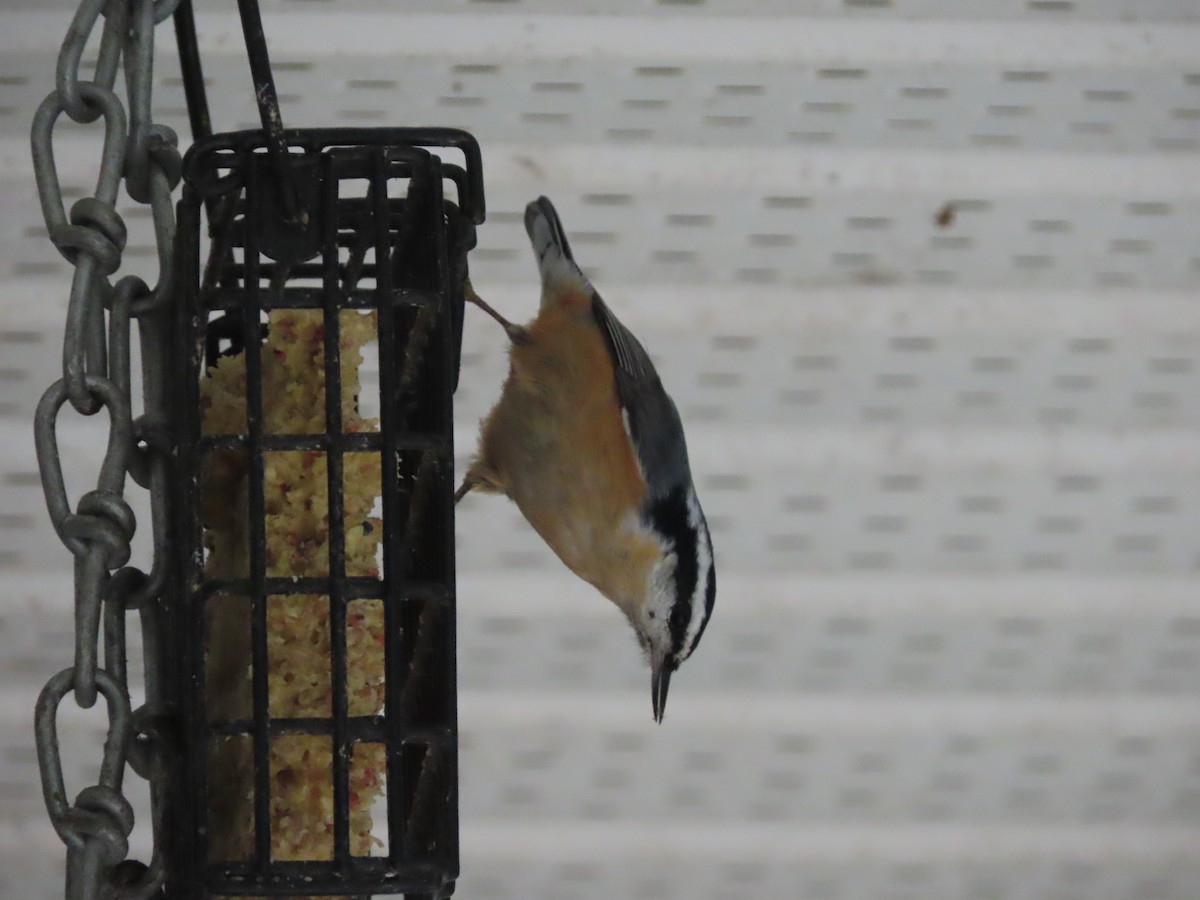 Red-breasted Nuthatch - ML623912827