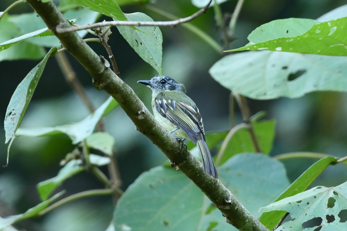 Slaty-capped Flycatcher - ML623912828