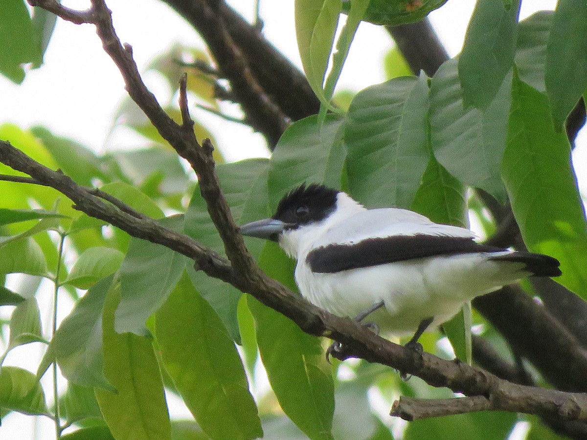 Black-crowned Tityra - ML623912829