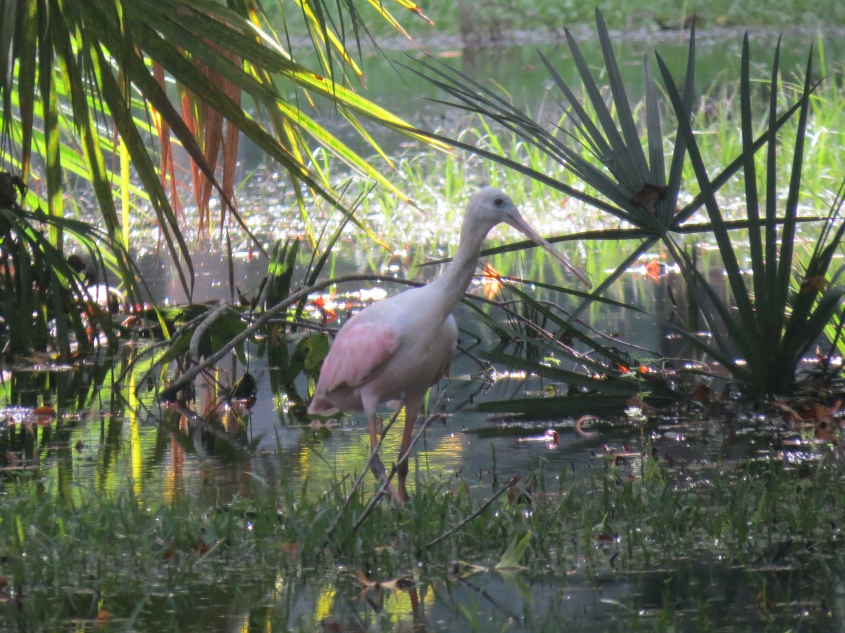 Roseate Spoonbill - ML623912830