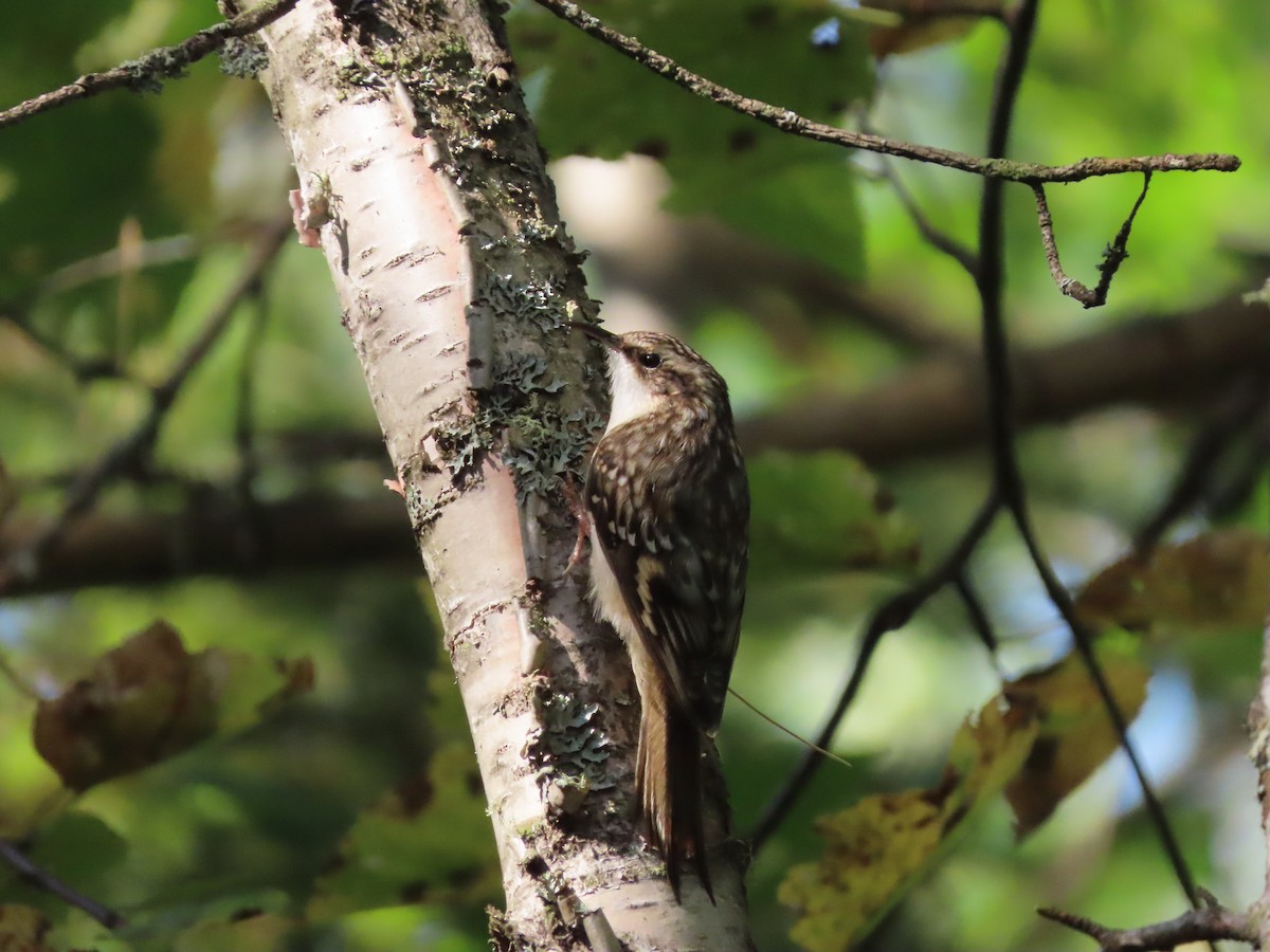 Brown Creeper - ML623912832