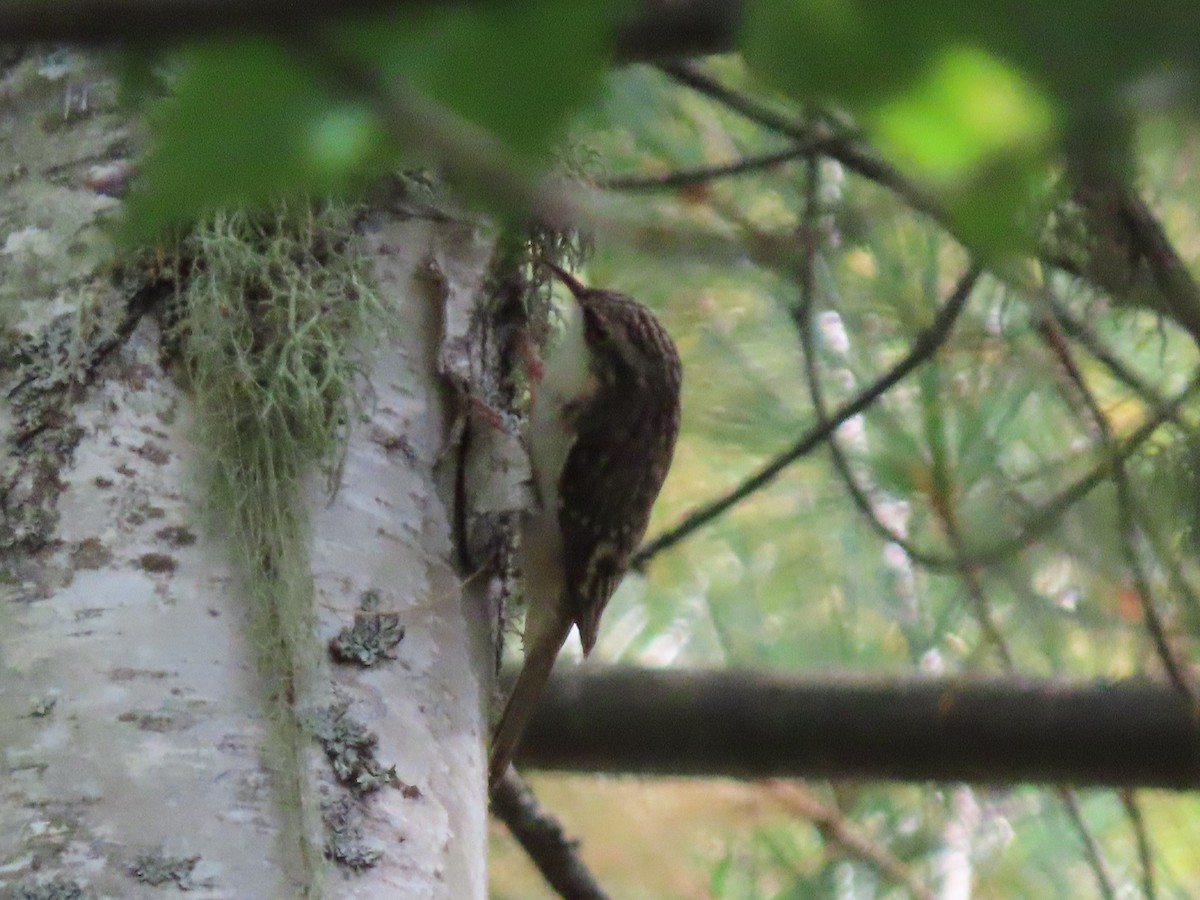 Brown Creeper - ML623912834