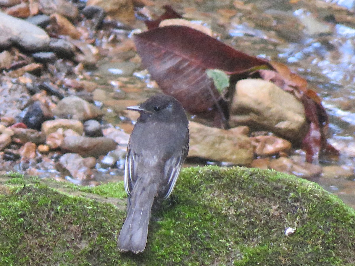 Black Phoebe - ML623912838
