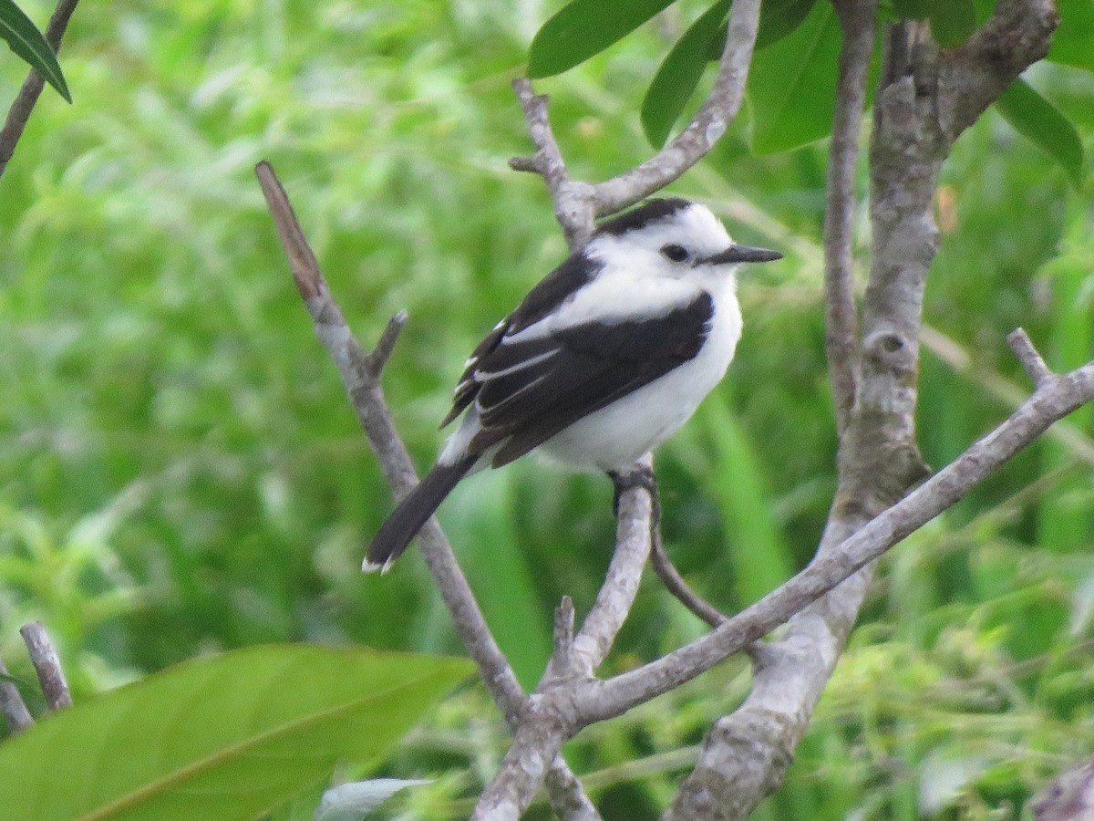 Pied Water-Tyrant - ML623912847