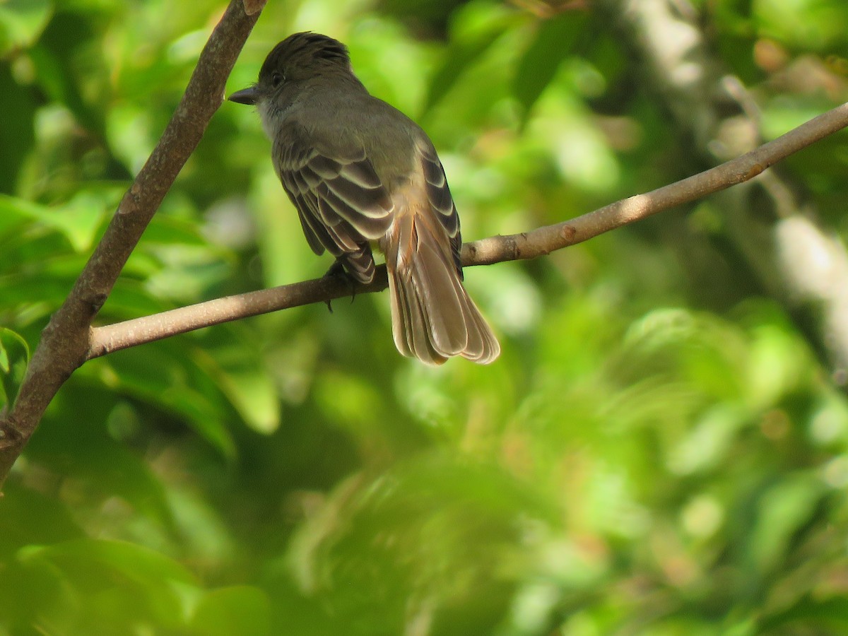 Dusky-capped Flycatcher - ML623912852