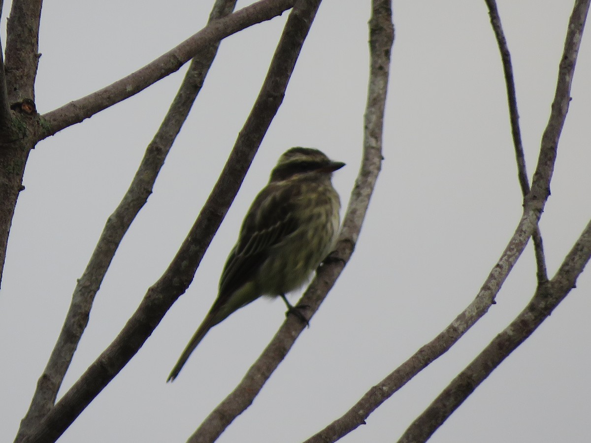 Variegated Flycatcher - ML623912856