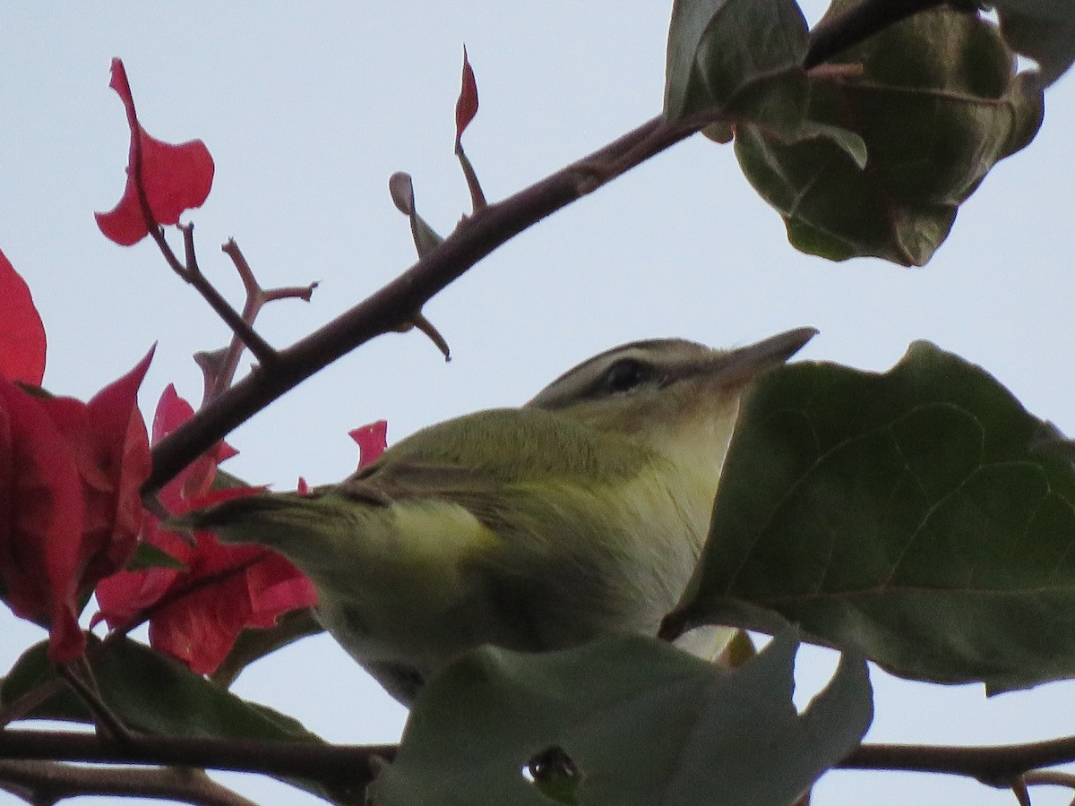 Chivi Vireo - ML623912858