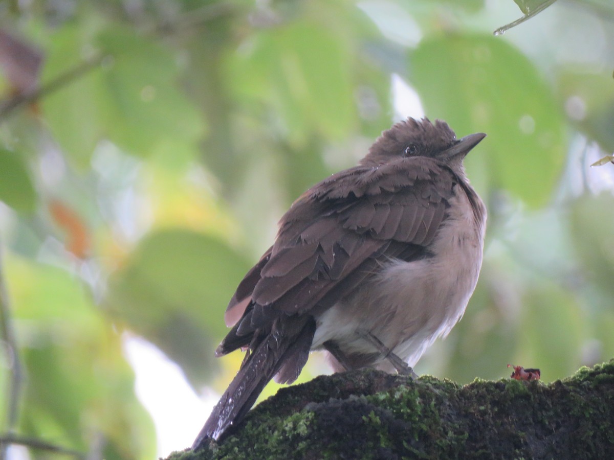 Black-billed Thrush - ML623912869