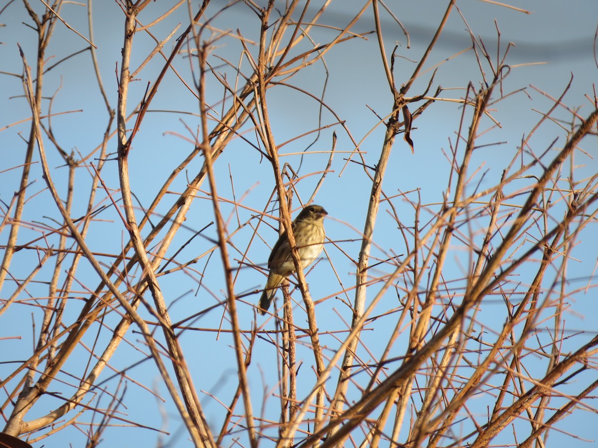 Blue-black Grassquit - ML623912878