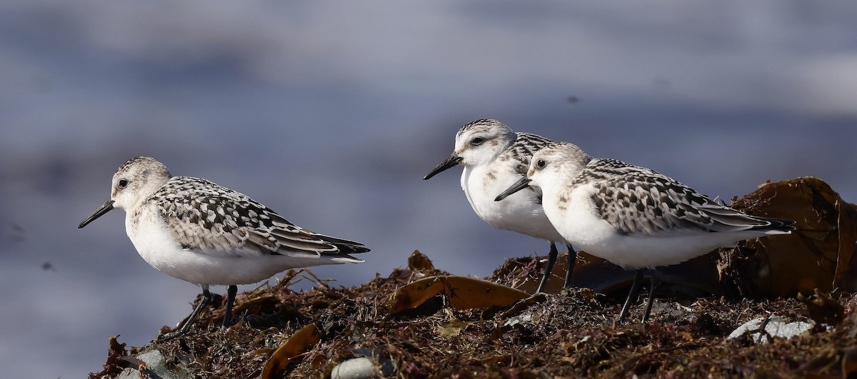 Sanderling - ML623912881