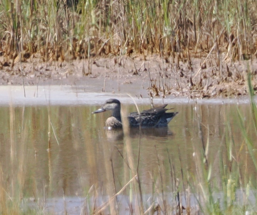 Green-winged Teal - ML623912882