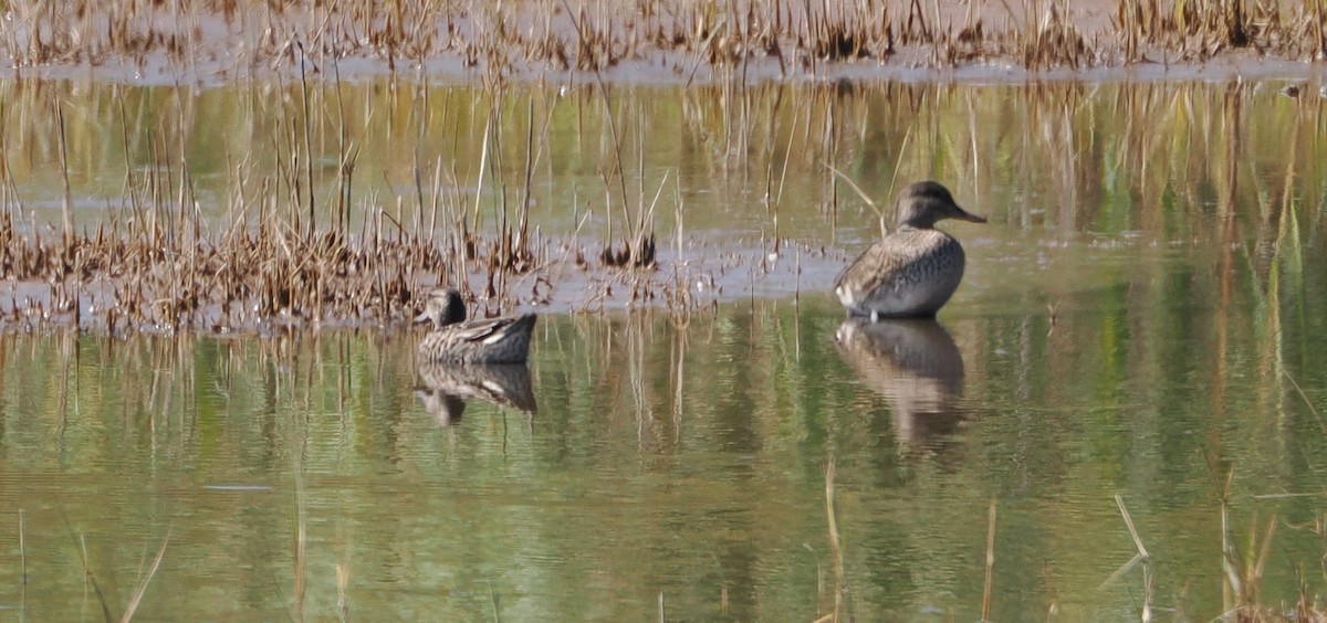 Green-winged Teal - ML623912883