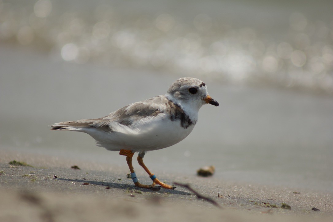 Piping Plover - Autumn White