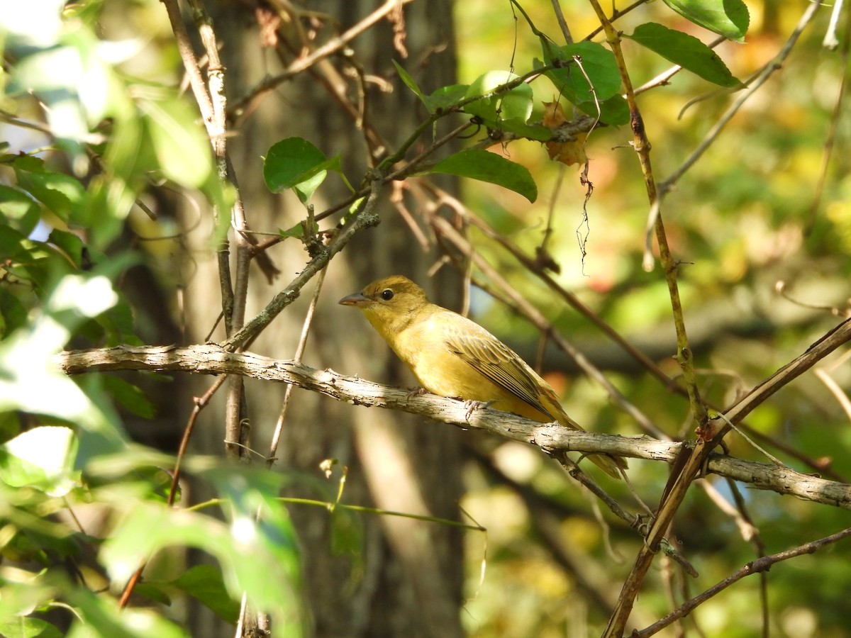 Summer Tanager - ML623912901