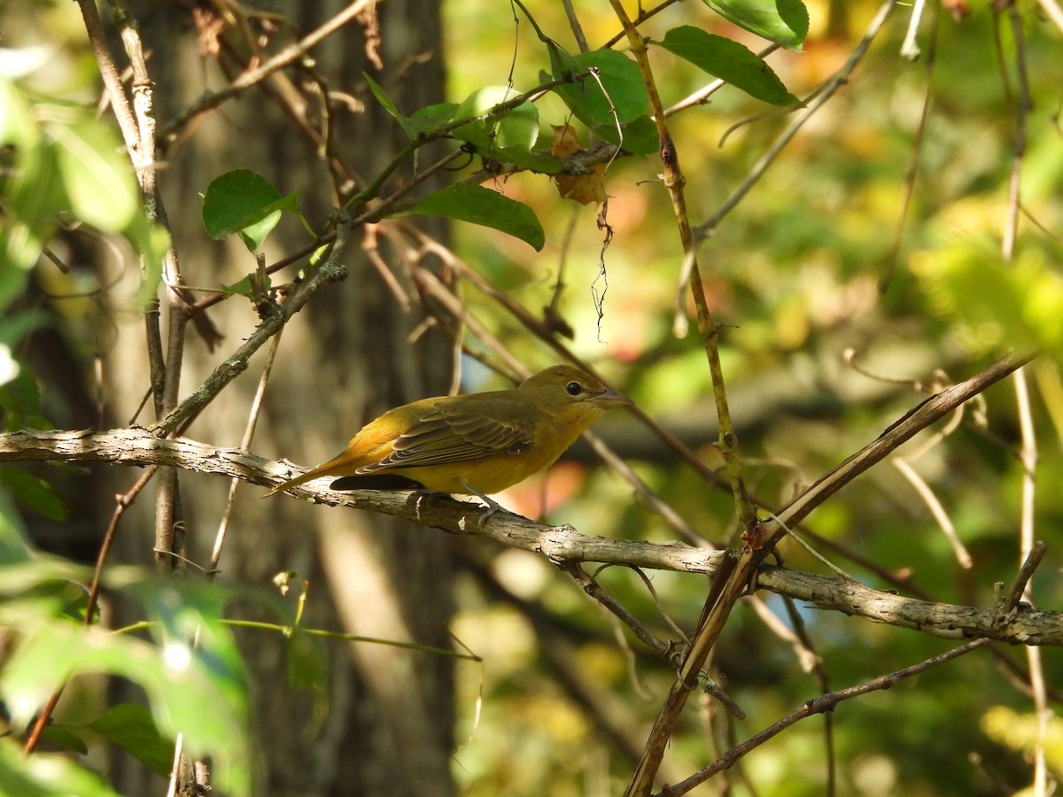 Summer Tanager - ML623912902