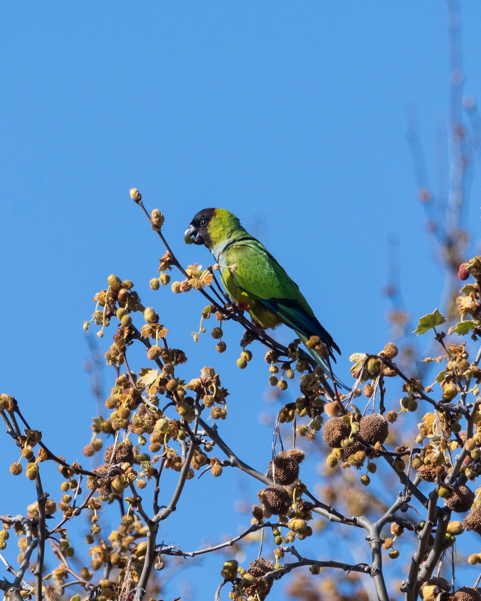 Nanday Parakeet - ML623912915